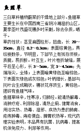 文本框: 鱼腥草三白草科植物蕺菜的干燥地上部分。鱼腥草主要生长在中国西南三省阴冷潮湿的山区,夏季茎叶茂盛花穗多时采割,除去杂质,晒干。草药性状:茎呈扁圆柱形,扭曲,长20~35cm,直径0.2~0.3cm;表面棕黄色,具纵棱数条,节明显,下部节上有残存须根;质脆,易折断。叶互生,叶片卷折皱缩,展平后呈心形,长3~5cm,宽3~4.5cm;先端渐尖,全缘;上表面暗黄绿色至暗棕色,下表面灰绿色或灰棕色;叶柄细长,基部与托叶合生成鞘状。穗状花序顶生,黄棕色。搓碎有鱼腥气味。鱼腥草味辛,性寒凉,归肺经。能清热解毒、消肿疗疮、利尿除湿、清热止痢、健胃消食,用治实热、热毒、湿邪、疾热为患的肺痈、疮疡肿毒、痔疮便血、脾胃积热等。现代药理实验表明,本品具有抗菌、抗病毒、提高机体免疫力、利尿等作用。
